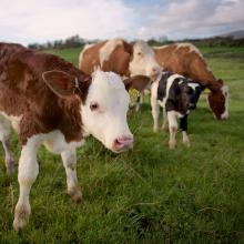 Calves and cows at the Ethical Dairy